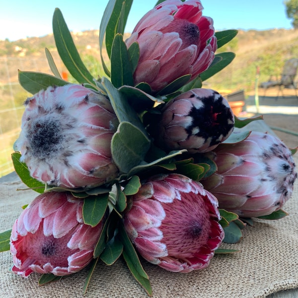 ASSORTED FRESH PROTEA Flower