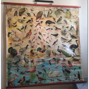 Vintage Griechische Vogel Geflügel Schul Karte 1960s - Wand Dekor aus Griechenland!