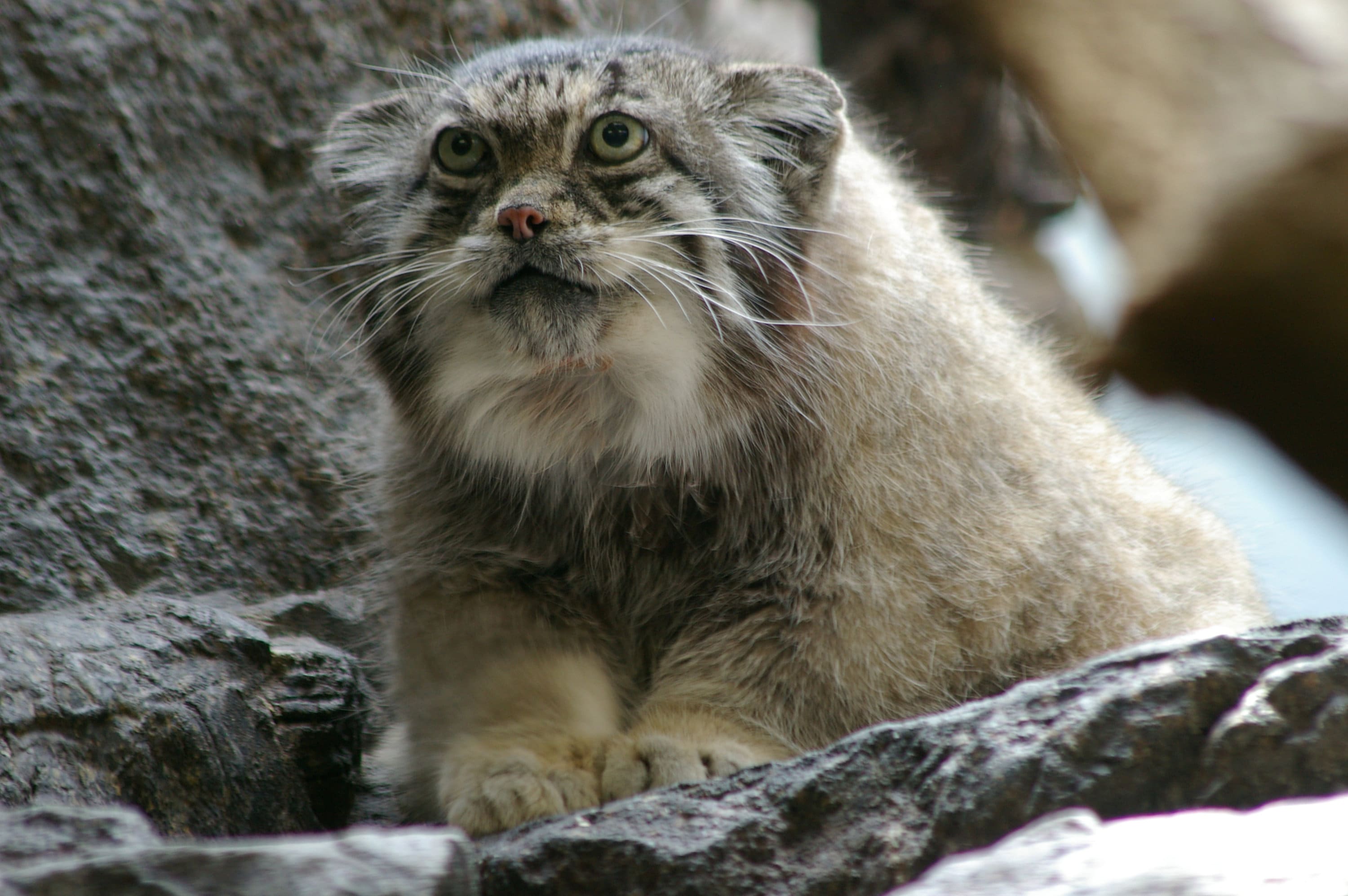 Manul Cat Etsy France
