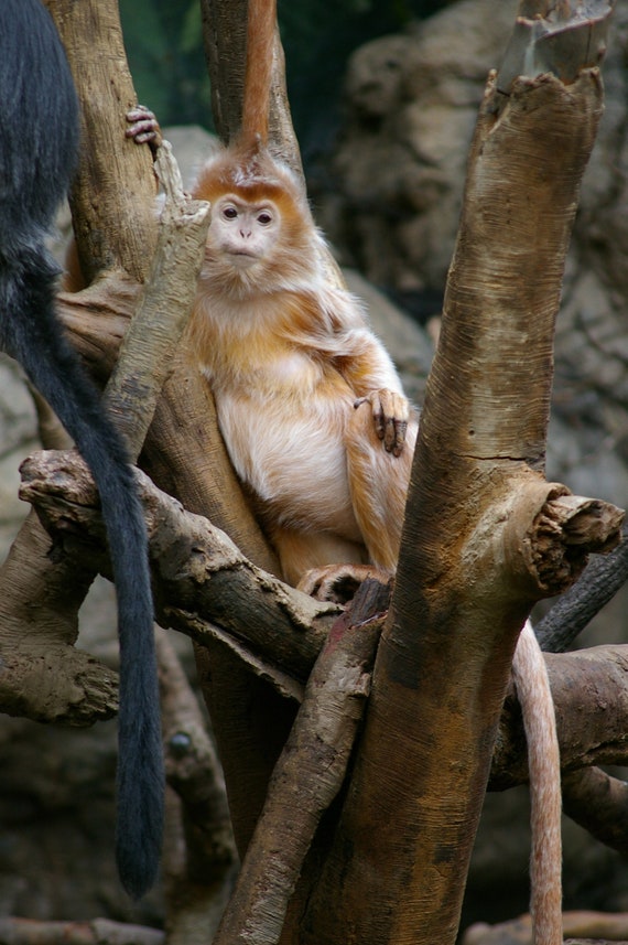 Buy monkey cheap near me
