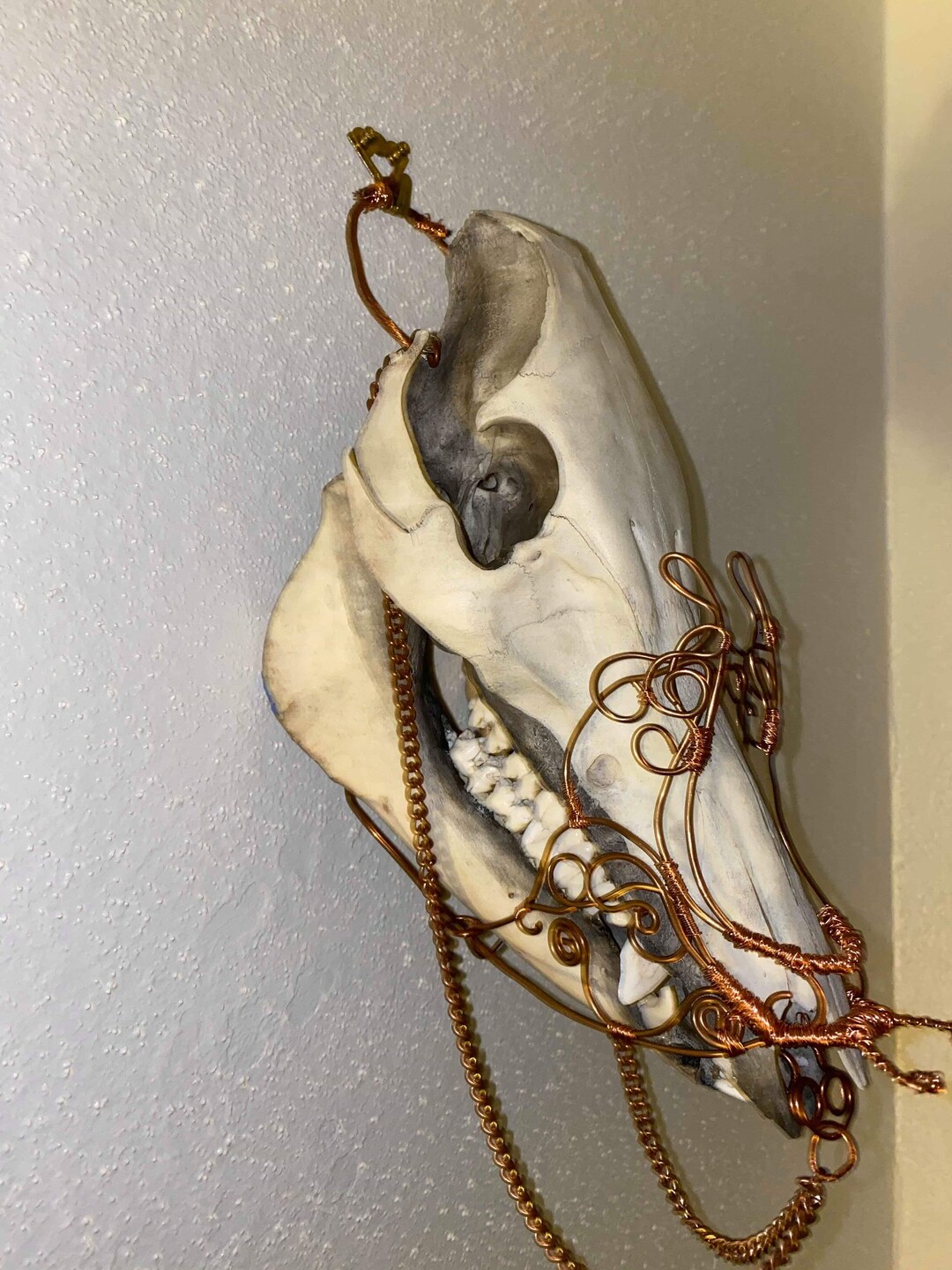 El Huo De La Mandíbula Inferior Con Los Dient Dient Mandibular Ilustracion Vintage