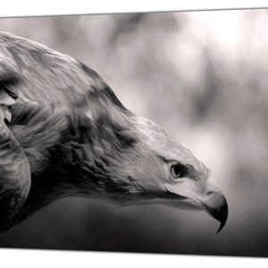 Big Eagle Photo/Picture Print On Framed Canvas Wall Art Home/office Decoration
