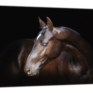 May include: A close-up portrait of a brown horse with a white star on its forehead and striking blue eyes. The horse is set against a black background.