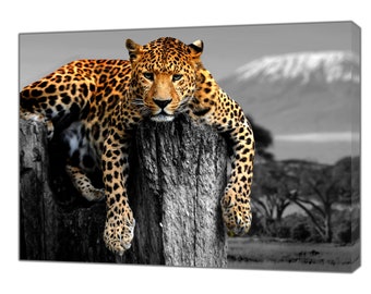 Big Cat Leopard Lying Black white background Picture Print On Framed Canvas Wall Art