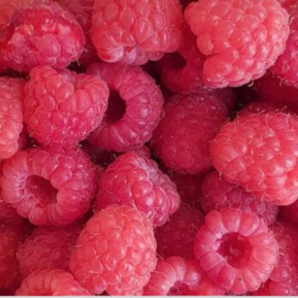 Freeze Dried Organic Raspberries, Healthy Snacks, Plant Based, Vegan, Rabbit Treat, Freeze Dried Fruit, Birthday Gift, Fruit Candy, Food