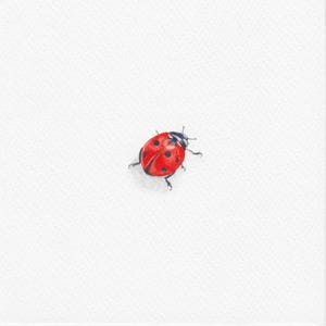 Piccola coccinella dipinta, piccola arte ad acquerello, miniatura dipinta a mano 4x4"