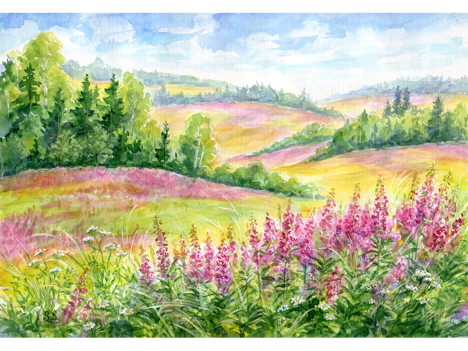 Pink wild flowers Original watercolor painting Fireweed fields | Etsy