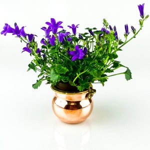 Peut inclure: Un pot en cuivre avec une poignée en laiton contient une plante en pot avec des fleurs en forme de cloche violettes.