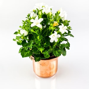 Jardinière en métal, photophore pour bougie chauffe-plat en cuivre. Cadeaux succulents pour le parti. Assortiment de plantes succulentes. Bol décoratif en cuivre. Plantes succulentes en vrac