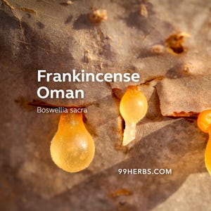 Frankincense Rökelsepinnar | Boswellia Sacra-kåda, Långsamt brinnande, Minimal rök