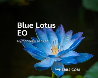 Könnte beinhalten: Eine leuchtend blaue Lotusblume, Nymphaea Caerulea, mit gelbem Zentrum, steht im Mittelpunkt. Der Text "Blue Lotus EO" und "99HERBS.COM" sind ebenfalls enthalten. Die Blume ist vor einem dunklen Hintergrund mit grünen Seerosenblättern platziert.
