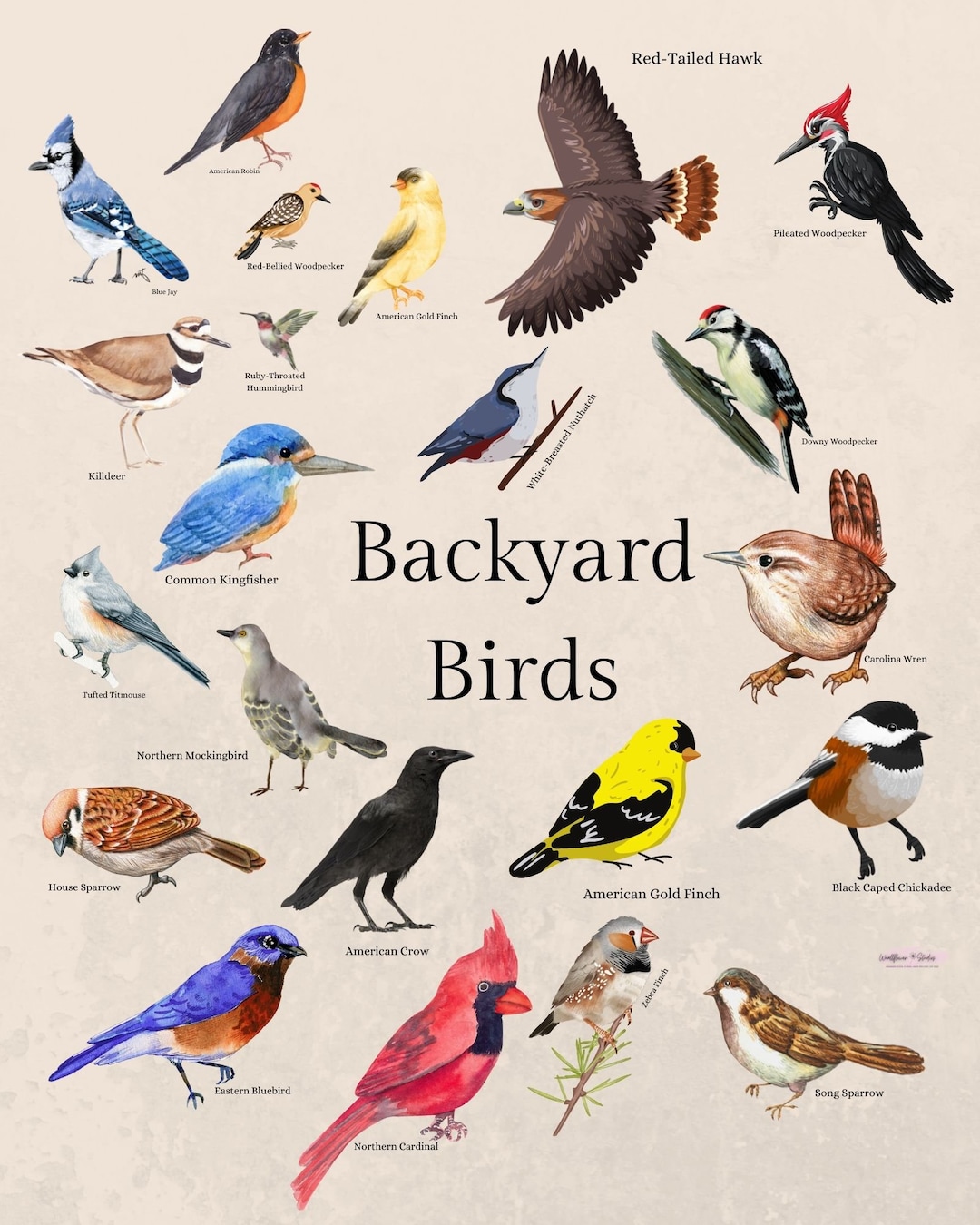 Backyard Bird Poster, 8x10 Size Etsy