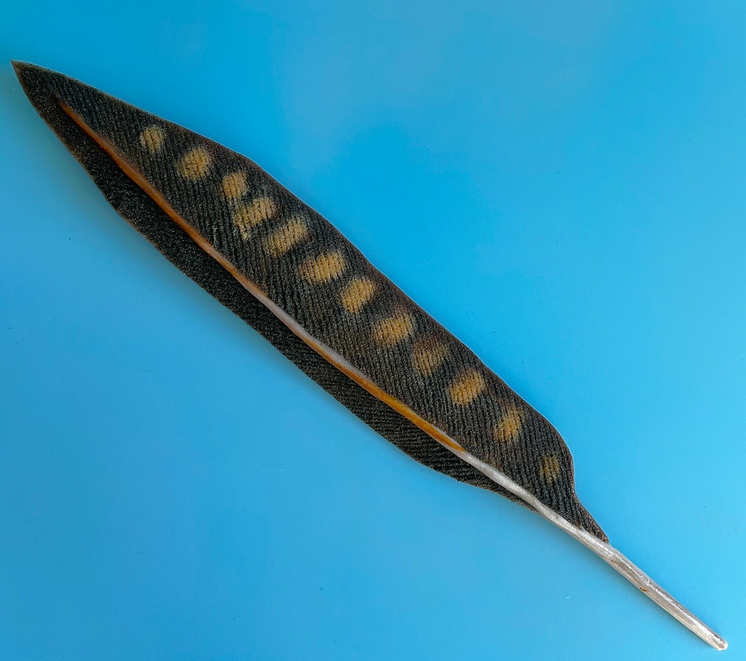 Peregrine Falcon Tail Feather Etsy