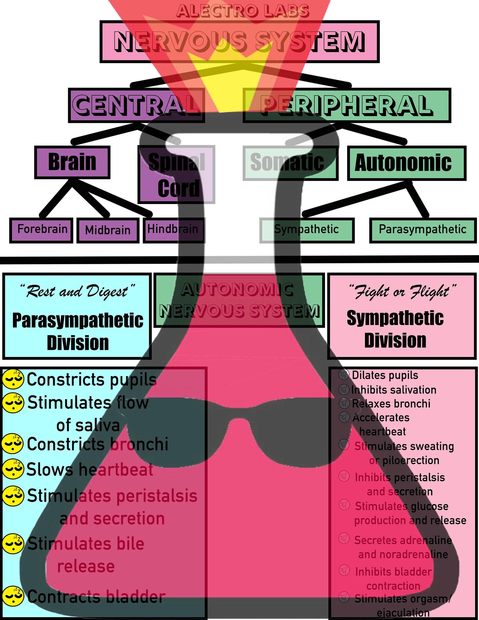 Nervous System Notes Reference Chart BONUS QUIZ Bundle for Students Printable Pack, Biology
