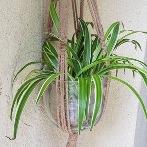 Peut inclure: Une plante araignée verte et blanche dans un pot en verre transparent suspendu à un porte-plante en macramé avec un pompon brun.
