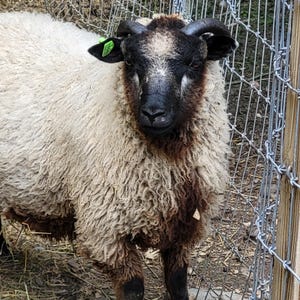 May include: A black and white sheep with brown legs and a green ear tag. The sheep is standing in a pen with a wire fence.