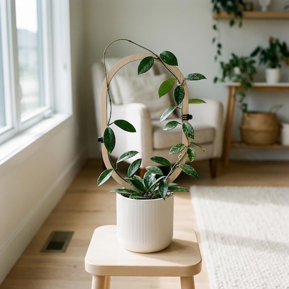 aglaonema blue Aglaonema Green with ice blue Pot  orbeeflowers