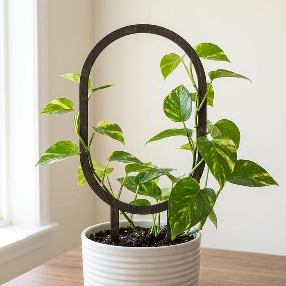 plant food for peace lily Peace Lily Food – Lush Leaf