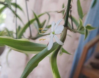 THE PERFECT Party gift! Baby Spider Plant Hawaiian-Cleans the Air-Grows fast-EASY to care for/party favors, friendsgiving/Free shipping elig