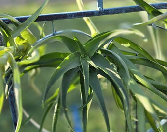 Climbing Aloe - Purifies the Air - 1 plant, fast-growing climbing succulent (Aloiampelos ciliaris)