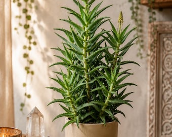 Climbing Aloe - Purifies the Air - 1 cutting, fast-growing climbing succulent (Aloiampelos ciliaris)