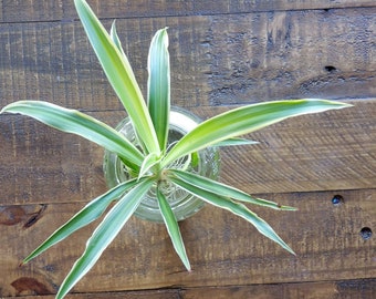 Spider Plant Hawaiian Fully Rooted - Cleans the Air - 1 plant with roots, Grows fast and easy to care for :) FREE shipping w/ 35 USD or more