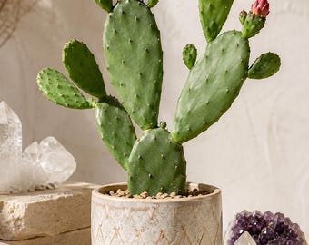 FANTASTIC? Yes! Cochineal Nopal Cactus (Nopalea cochenillifera) Fresh Air While You Sleep/ Medicinal/ Easy to Care
