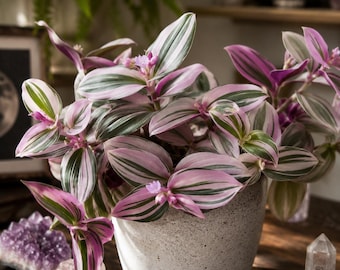Tradescantia Nanouk - Purifies the Air - 1 plant with roots, Grows fast and easy to care for