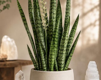 Aww Baby Snake Plant! Dracaena trifasciata Zeylanica/ MIL's tongue, St. George's Sword - Exact plant - Purifies Air and Releases Oxygen at n
