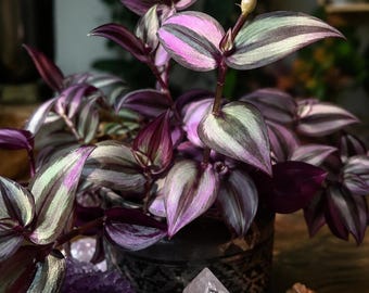 Tradescantia Zebrina (Silver Inch Plant) – Vibrant Trailing Houseplant