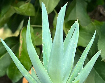 Aloe Walmsley's Blue Succulent Live Plant