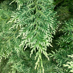 6 Fresh Cut Cypress Branches, Lawson's Cypress boughs, Chamaecyparis lawsoniana greenery, Wreaths, Garlands, Holiday Decor, Smudges, Wedding image 1