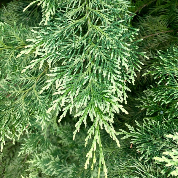 6 Fresh Cut Cypress Branches, Lawson's Cypress boughs, Chamaecyparis lawsoniana greenery, Wreaths, Garlands, Holiday Decor, Smudges, Wedding