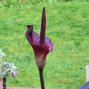 May include: A close-up of a dark purple flower with a spotted stem. The flower is in bloom and has a long, pointed bud.