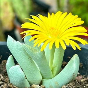 Schwantesia ruedesbuschii rare succulent plant