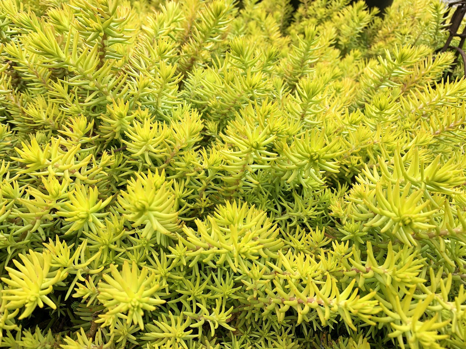 Sedum Angelina Plant 12 Cuttings Succulent Ground Cover Etsy