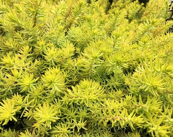 Sedum Angelina Plant Cuttings, Succulent Ground Cover, Hardy Succulents, Stonecrop - Unrooted Cuttings (see photos 3 & 4)