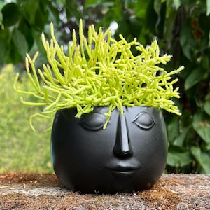 May include: A matte black ceramic planter shaped like a human face with closed eyes, a nose, and lips. The planter contains a vibrant, light green Rhipsalis baccifera, also known as a mistletoe cactus, with thin, branching, succulent stems.