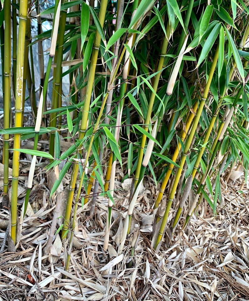 10 pack Bamboo Sticks 3/81/2 diameter Garden Etsy