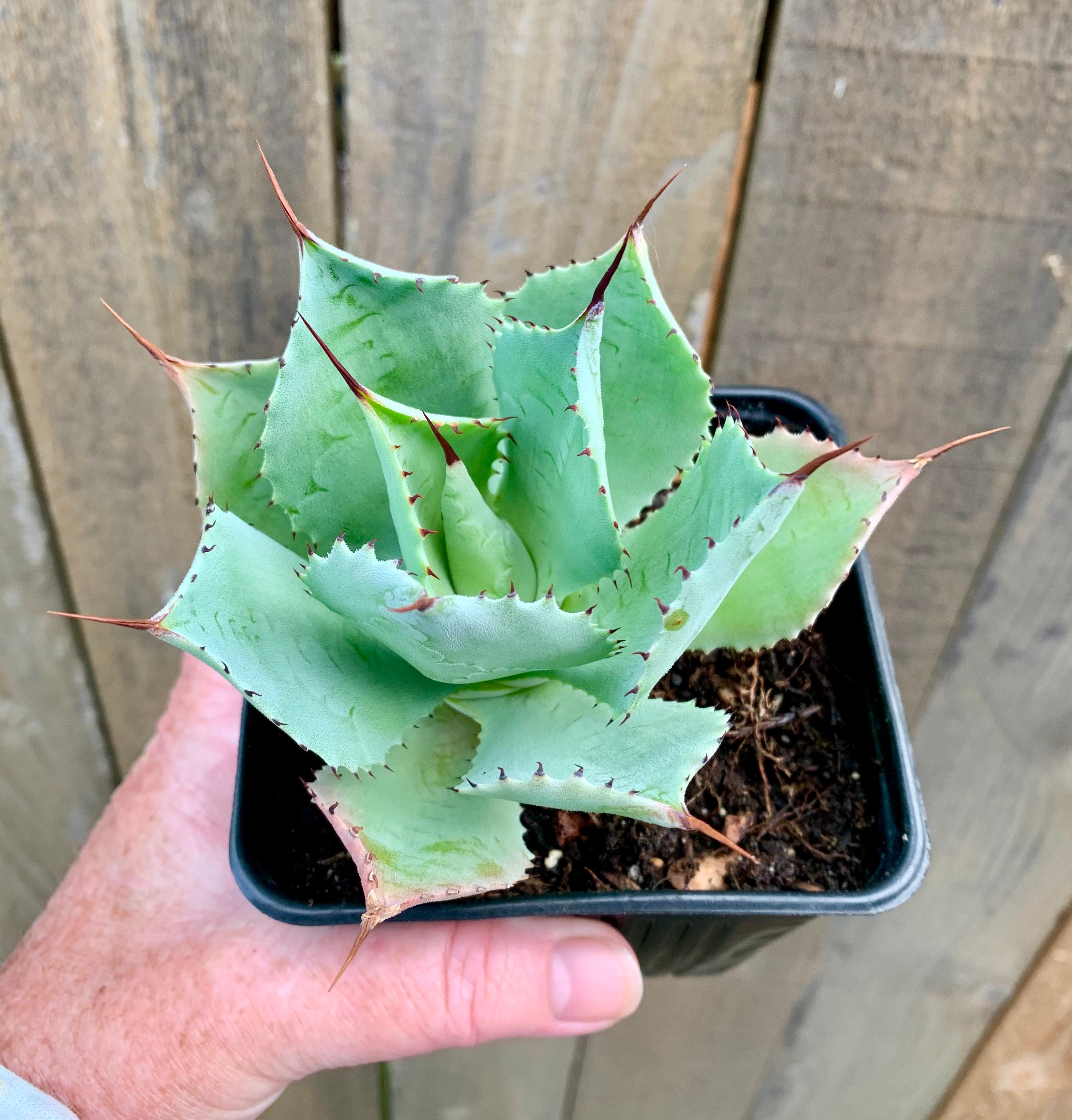 Agave hybridTitanota × ConfederateRose Agave hybridTitanota × ConfederateRose