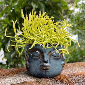 May include: A dark blue ceramic planter shaped like a human face with closed eyes and a small mouth, featuring a glossy finish with brown undertones. The planter contains a vibrant, light green Rhipsalis plant with thin, branching stems.