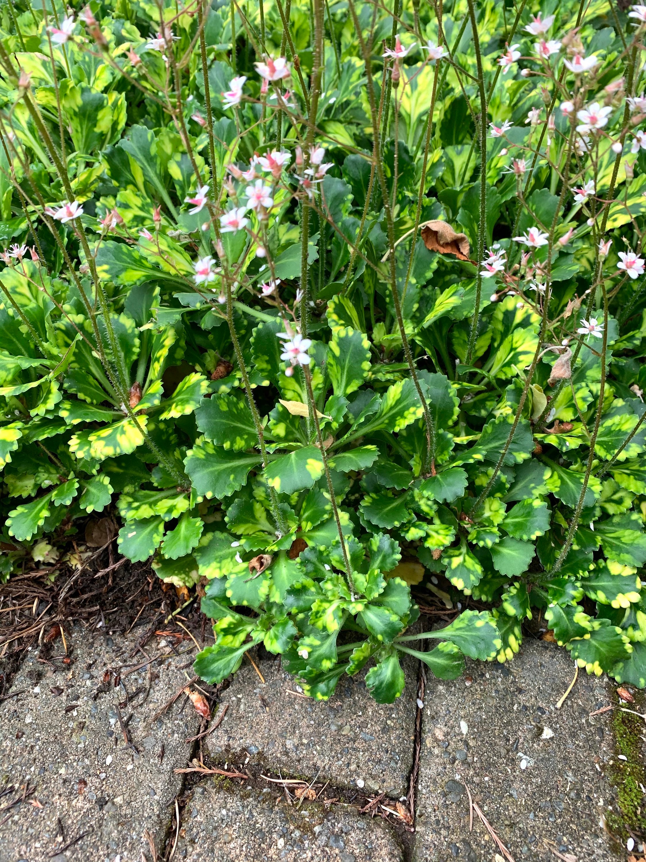 Variegated London Pride 'aureopunctata' Saxifrage Plant