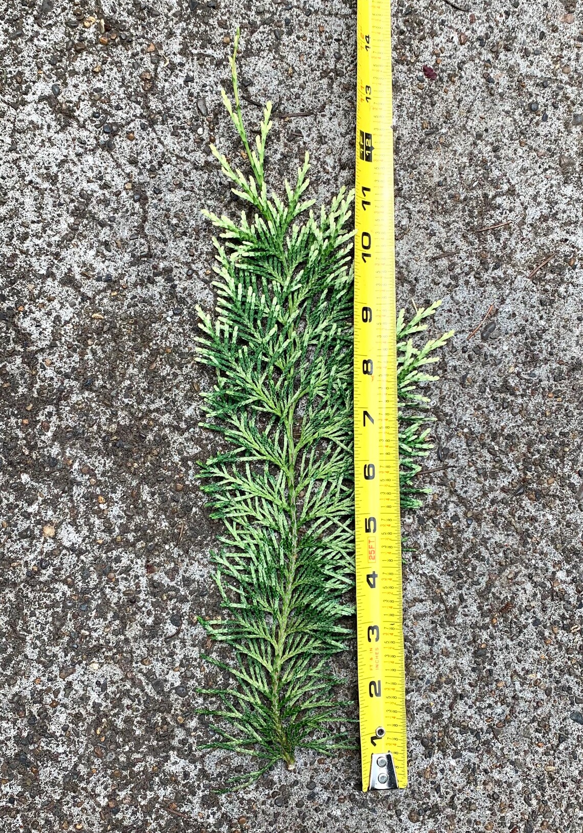 6 Fresh Cut Cypress Branches Lawson s Cypress Boughs Etsy