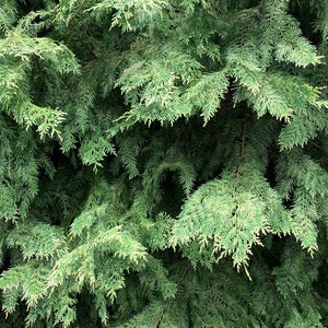 6 Fresh Cut Cypress Branches, Lawson's Cypress boughs, Chamaecyparis lawsoniana greenery, Wreaths, Garlands, Holiday Decor, Smudges, Wedding image 7