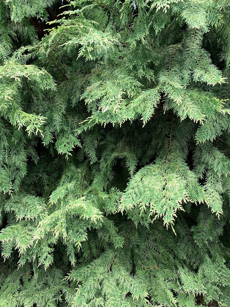 6 Fresh Cut Cypress Branches, Lawson's Cypress boughs, Chamaecyparis lawsoniana greenery, Wreaths, Garlands, Holiday Decor, Smudges, Wedding image 7