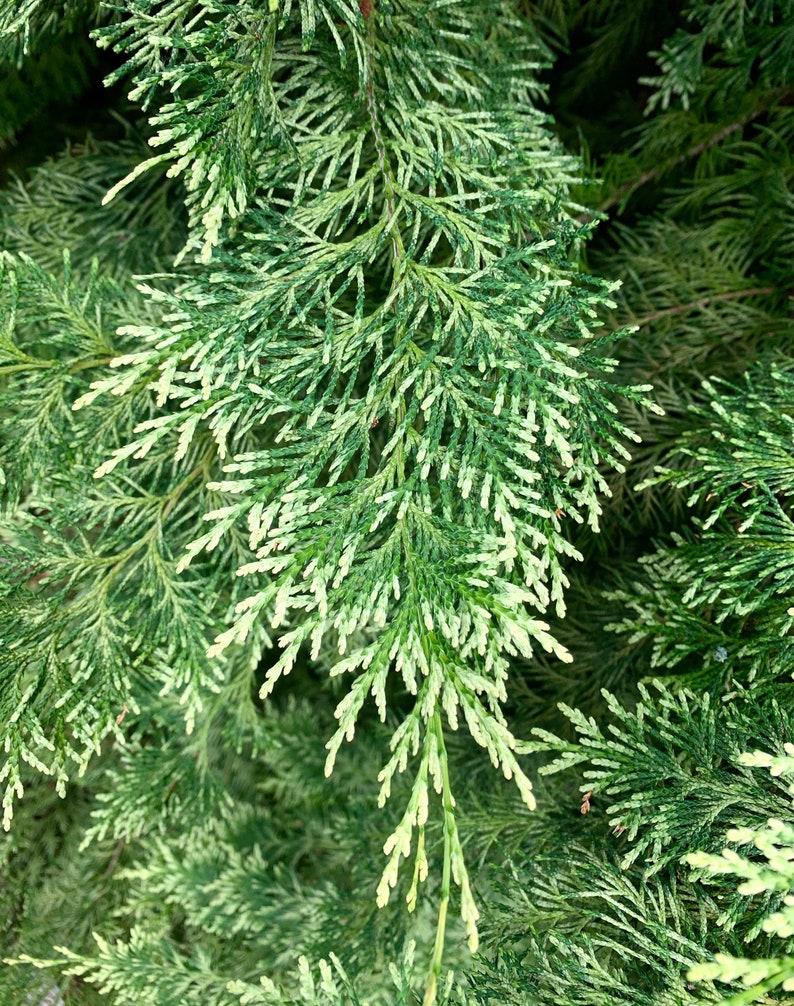 6 Fresh Cut Cypress Branches, Lawson's Cypress boughs, Chamaecyparis lawsoniana greenery, Wreaths, Garlands, Holiday Decor, Smudges, Wedding image 1