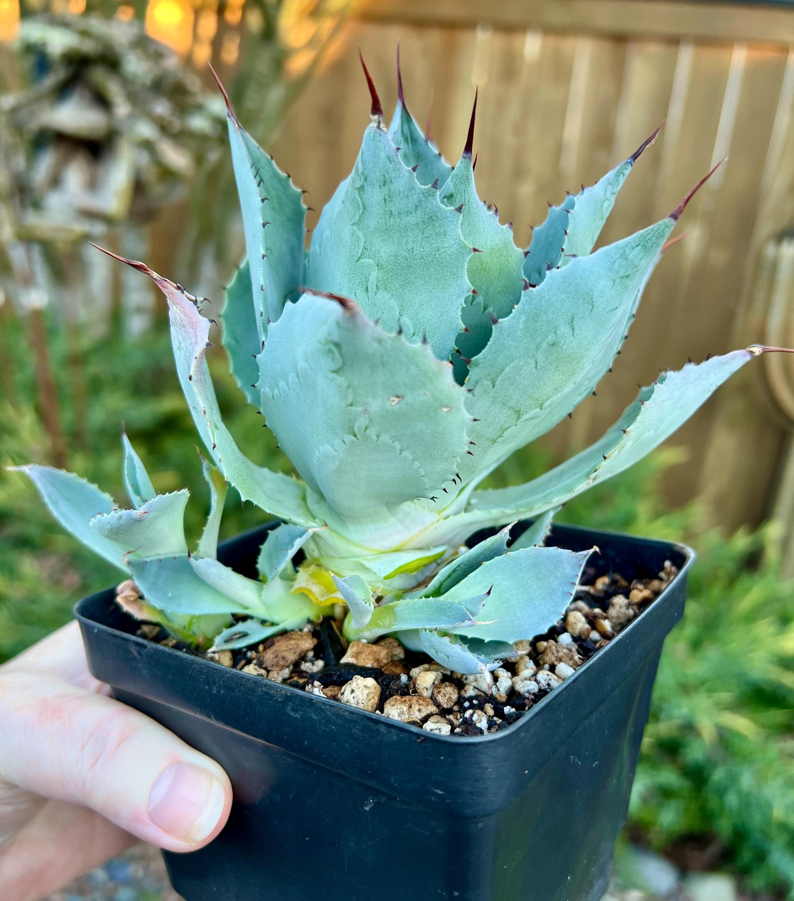 Agave hybridTitanota × ConfederateRose Agave hybridTitanota × ConfederateRose