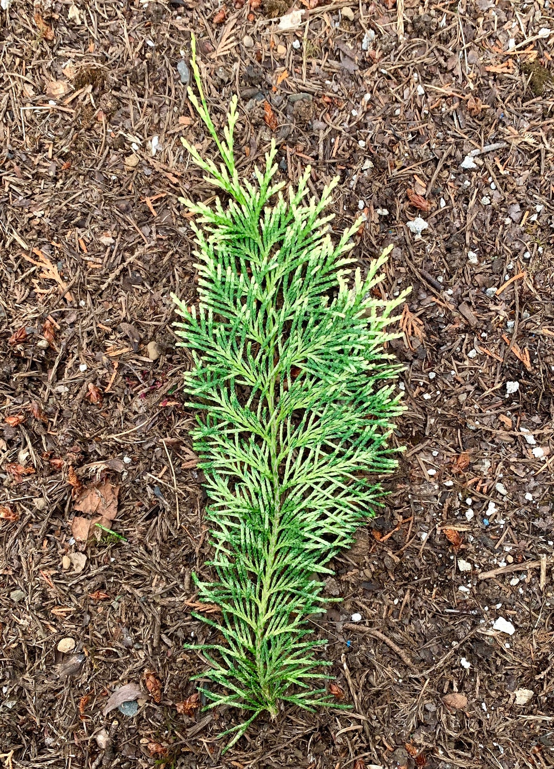 6 Fresh Cut Cypress Branches Lawson s Cypress Boughs Etsy