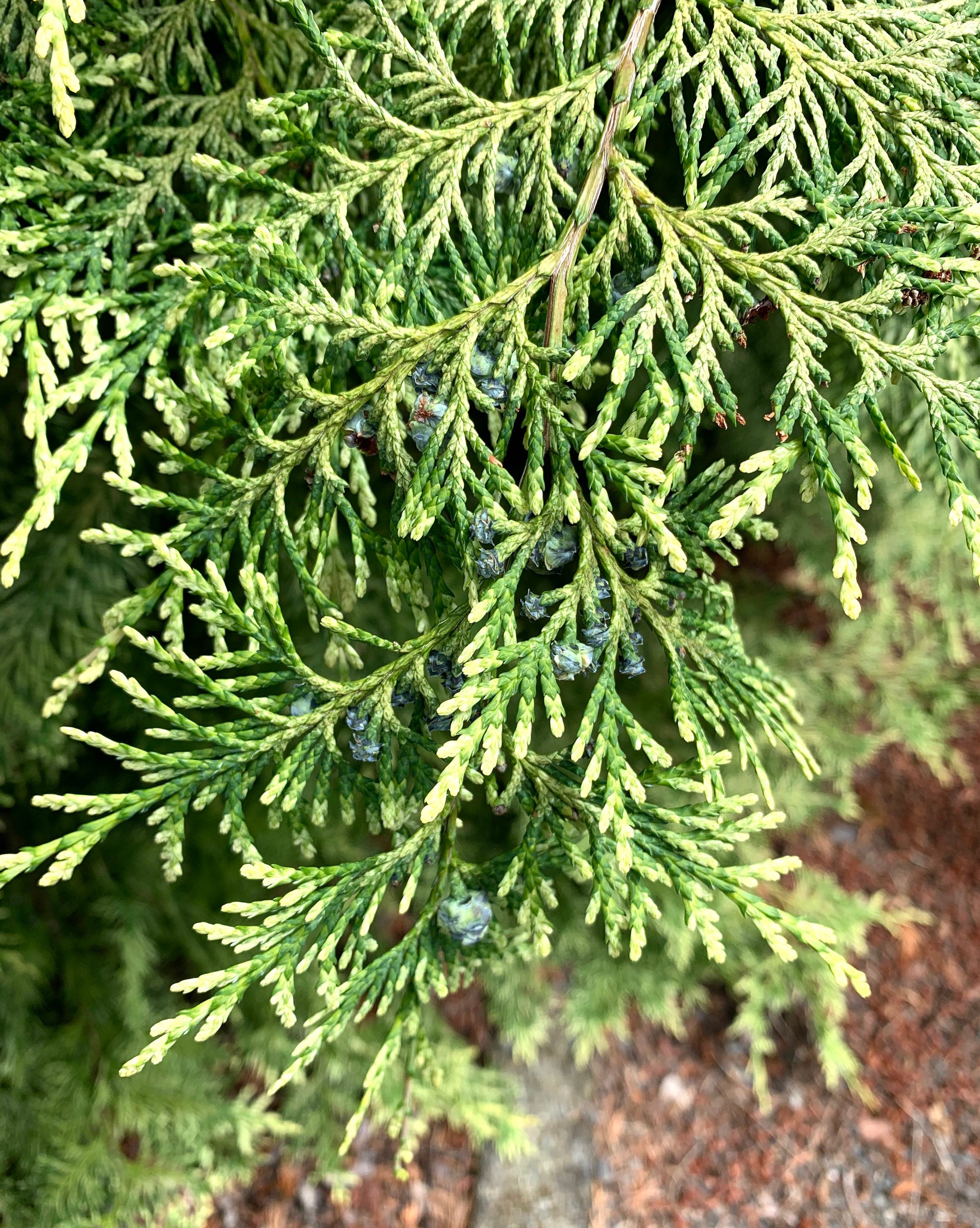 6 Fresh Cut Cypress Branches Lawson s Cypress Boughs Etsy