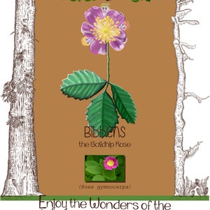 Set of 2, Pacific NorthWest Forest Magic Tea Towel- Bibbens the Baldhip rose and Brawnwyn the Bog Labrador Tea